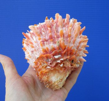 4-7/8 by 4-1/4 inches Red Mexican Spondylus Princeps Spiny Oyster Shell - Buy this one for $29.99