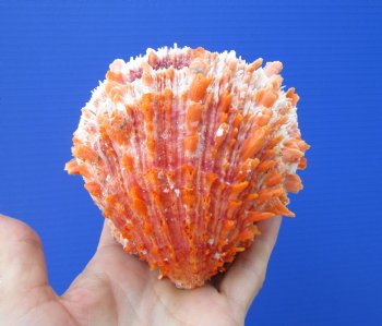 4-3/8 by 4-5/8 inches Red Mexican Spondylus Princeps Spiny Oyster Shell - Buy this one for $29.99