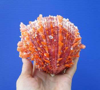 4-3/8 by 4-5/8 inches Red Mexican Spondylus Princeps Spiny Oyster Shell - Buy this one for $29.99