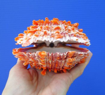 4-3/8 by 4-5/8 inches Red Mexican Spondylus Princeps Spiny Oyster Shell - Buy this one for $29.99
