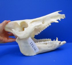 12-1/2 inches Authe...