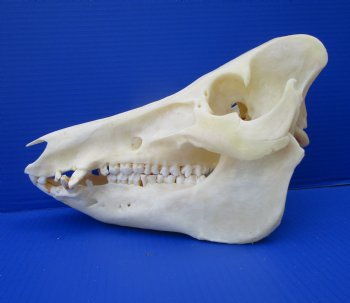 12-1/2 inches Authentic Georgia Wild Boar, Hog Skull - Buy this one for $64.99