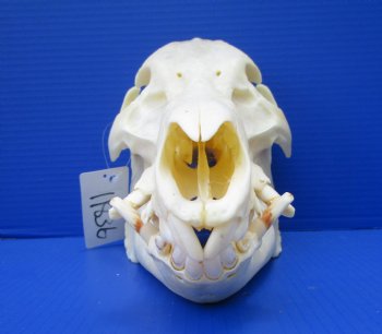 12-1/2 inches Authentic Georgia Wild Boar, Hog Skull - Buy this one for $64.99
