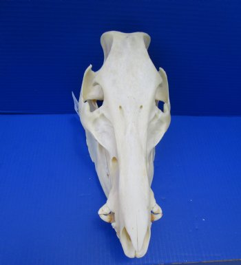 12-1/2 inches Authentic Georgia Wild Boar, Hog Skull - Buy this one for $64.99