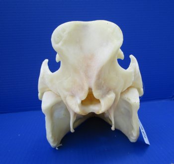 12-1/2 inches Authentic Georgia Wild Boar, Hog Skull - Buy this one for $64.99
