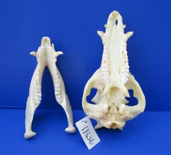12-1/2 inches Authentic Georgia Wild Boar, Hog Skull - Buy this one for $64.99