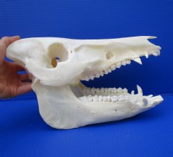 12-1/2 inches Authe...