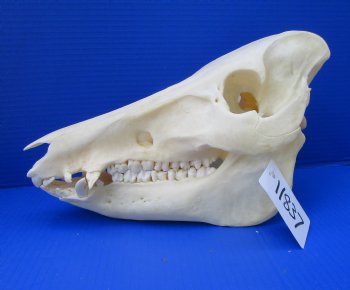 12-1/2 inches Authentic Georgia Wild Boar, Hog Skull - Buy this one for $64.99