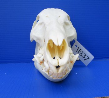 12-1/2 inches Authentic Georgia Wild Boar, Hog Skull - Buy this one for $64.99