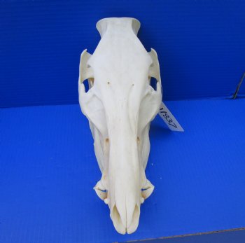 12-1/2 inches Authentic Georgia Wild Boar, Hog Skull - Buy this one for $64.99