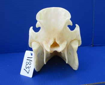 12-1/2 inches Authentic Georgia Wild Boar, Hog Skull - Buy this one for $64.99