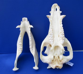 12-1/2 inches Authentic Georgia Wild Boar, Hog Skull - Buy this one for $64.99