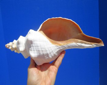12-1/2 inches Authentic Horse Conch Shell, Florida's Official State Seashell - Buy this one for $44.99