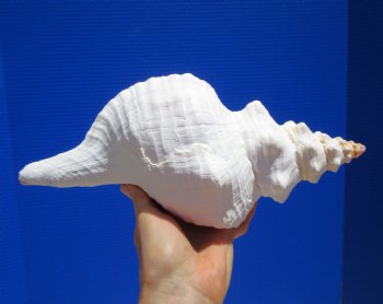 12-1/2 inches Authentic Horse Conch Shell, Florida's Official State Seashell - Buy this one for $44.99