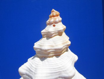 12-1/2 inches Authentic Horse Conch Shell, Florida's Official State Seashell - Buy this one for $44.99