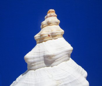 12-1/2 inches Authentic Horse Conch Shell, Florida's Official State Seashell - Buy this one for $44.99