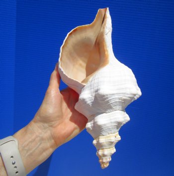 12-1/2 inches Authentic Horse Conch Shell, Florida's Official State Seashell - Buy this one for $44.99