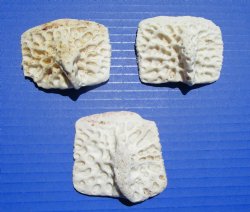 3 Large Alligator O...