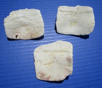 3 Large Alligator Osteoderm Bones, Gator Scutes 2-1/2 to 2-3/4 inches - Buy these for $6.70 each