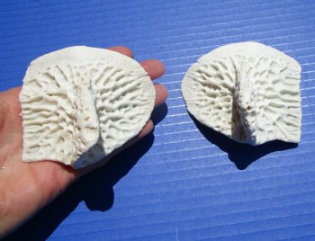 2 Huge Alligator Osteoderm Bones, Gator Scutes 3-1/4 by 2-7/8 inches - Buy these for $8.00 each