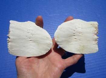 2 Huge Alligator Osteoderm Bones, Gator Scutes 3-1/4 by 2-7/8 inches - Buy these for $8.00 each