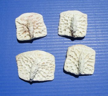 4 Large Alligator Osteoderm Bones, Gator Scutes 2-3/8 to 3 inches - Buy these for $6.70 each