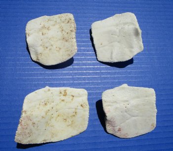 4 Large Alligator Osteoderm Bones, Gator Scutes 2-3/8 to 3 inches - Buy these for $6.70 each