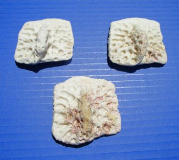 3 Large Alligator Osteoderm Bones, Gator Scutes 2-1/4 to 2-1/2 inches - Buy these for $6.70 each