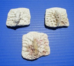 3 Large Alligator O...