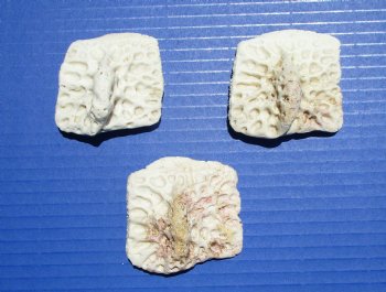 3 Large Alligator Osteoderm Bones, Gator Scutes 2-1/4 to 2-1/2 inches - Buy these for $6.70 each