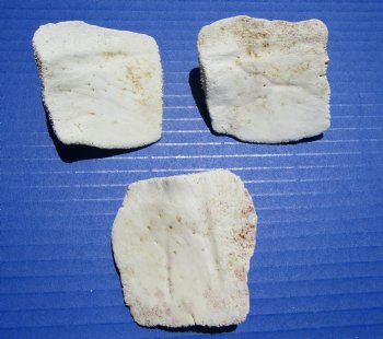 3 Large Alligator Osteoderm Bones, Gator Scutes 2-1/4 to 2-1/2 inches - Buy these for $6.70 each