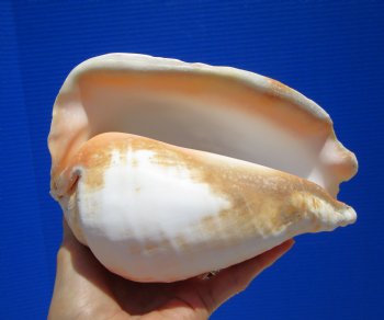 Eastern Pacific Giant Conch Shell 7-3/4 by 5-3/4 inches for $22.99 