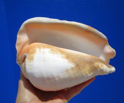 Eastern Pacific Giant Conch Shell 7-3/4 by 5-3/4 inches for $22.99 
