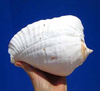 Eastern Pacific Giant Conch Shell 7-3/4 by 5-3/4 inches for $22.99 