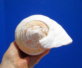 Eastern Pacific Giant Conch Shell 7-3/4 by 5-3/4 inches for $22.99 