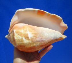 Eastern Pacific Giant Conch Shell 8 by 5-1/4 inches for $24.99 