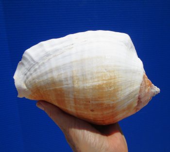 Eastern Pacific Giant Conch Shell 8 by 5-1/4 inches for $24.99 