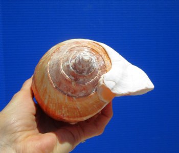 Eastern Pacific Giant Conch Shell 8 by 5-1/4 inches for $24.99 