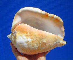 Eastern Pacific Giant Conch Shell 7-3/4 by 5-3/4 inches for $22.99 