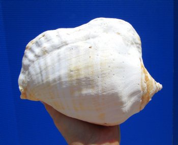 Eastern Pacific Giant Conch Shell 7-3/4 by 5-3/4 inches for $22.99 