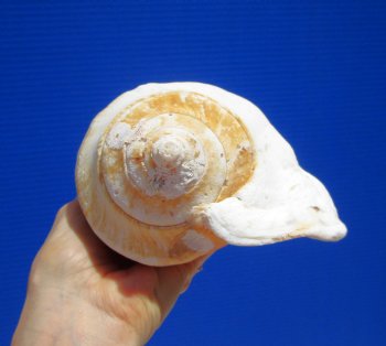Eastern Pacific Giant Conch Shell 7-3/4 by 5-3/4 inches for $22.99 
