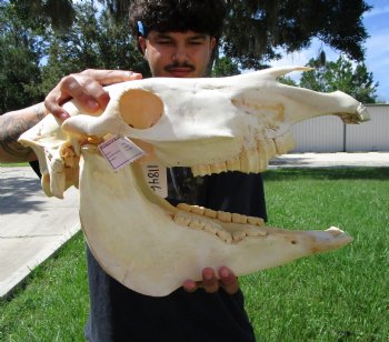 18-1/2 inches long Real Burchelli Zebra Skull for Sale - Buy this one for $124.99