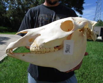 18-1/2 inches long Real Burchelli Zebra Skull for Sale - Buy this one for $124.99