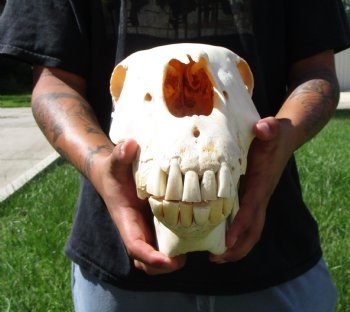 18-1/2 inches long Real Burchelli Zebra Skull for Sale - Buy this one for $124.99