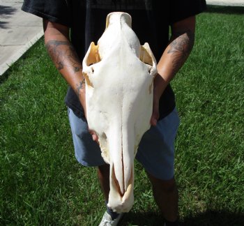 18-1/2 inches long Real Burchelli Zebra Skull for Sale - Buy this one for $124.99