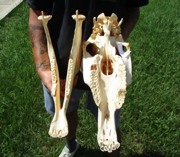 18-1/2 inches long Real Burchelli Zebra Skull for Sale - Buy this one for $124.99