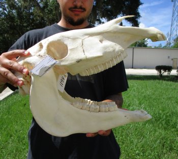 18-1/2 inches long Real Burchelli Zebra Skull for Sale - Buy this one for $124.99