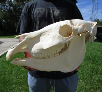 18-1/2 inches long Real Burchelli Zebra Skull for Sale - Buy this one for $124.99