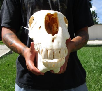 18-1/2 inches long Real Burchelli Zebra Skull for Sale - Buy this one for $124.99