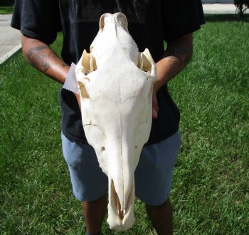 18-1/2 inches long Real Burchelli Zebra Skull for Sale - Buy this one for $124.99
